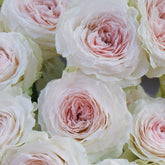Feicui Tai Rose